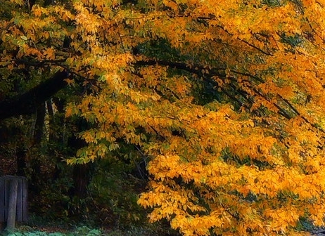 清悦情感