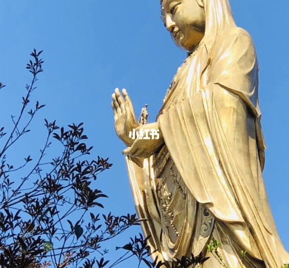 夏小鱼
