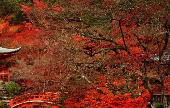 泰顺 文化