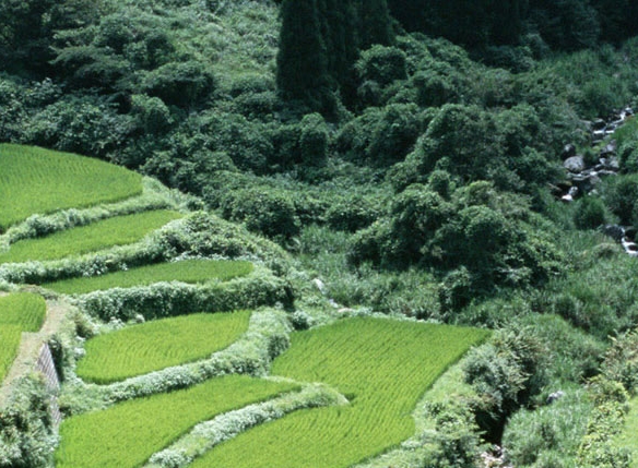 印度传统艺术
