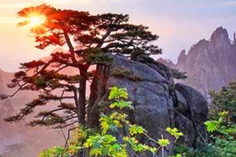 苏瓷刀子文案