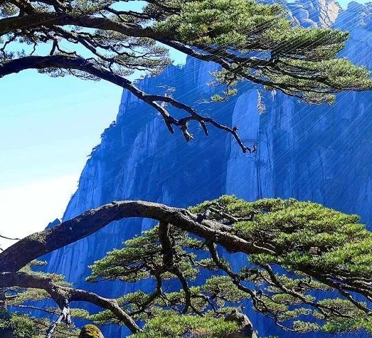 生活在河中的险子