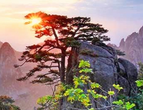 樱生活别墅