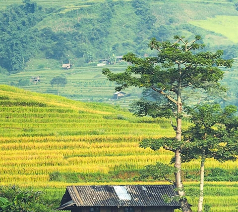 康美日记商城