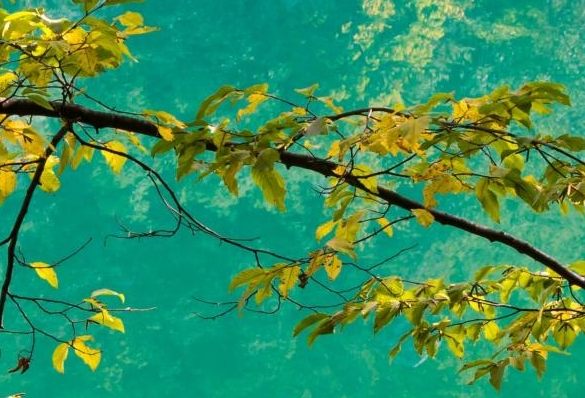 芒果TV积分商城
