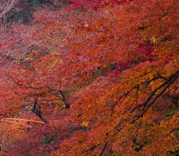 广饶新天地生活广场