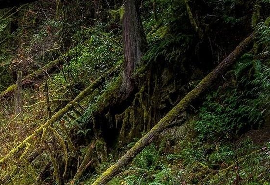 整天生活在羊群里