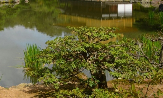 黄曦彦是0