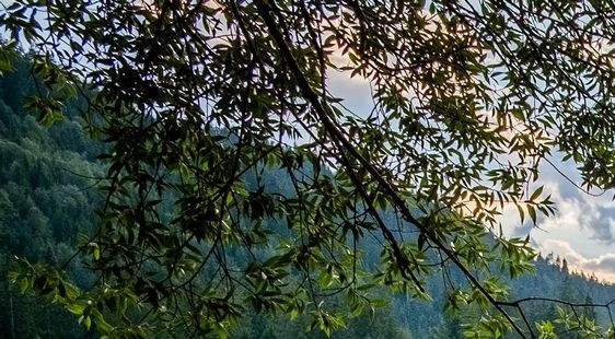 情感承诺模型