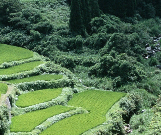 伽小同人文风起