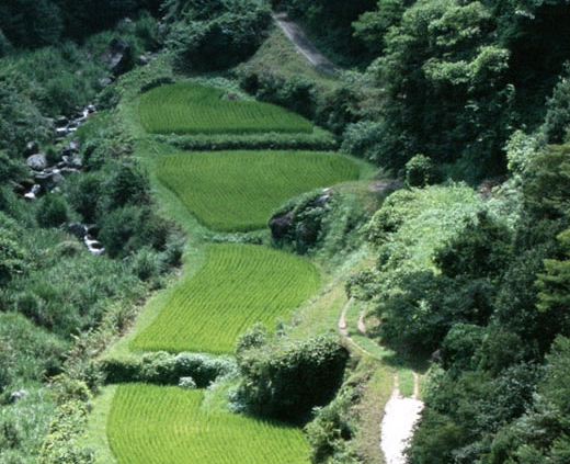 广州绿植商城