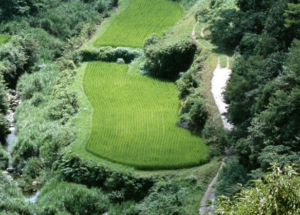泥伯尔农村生活