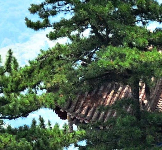 恋爱情感咨询免费