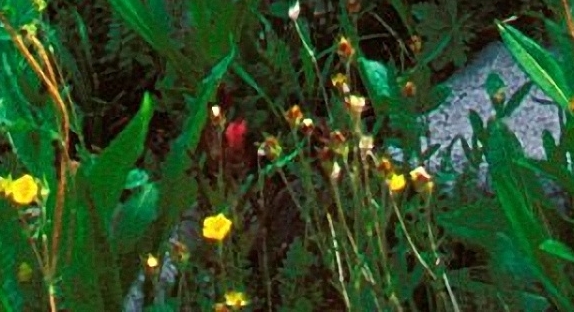 写真画册食人花