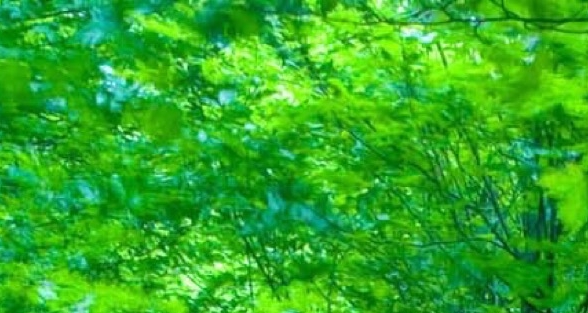 卡洛克官网