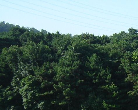 山东选调生常识占比