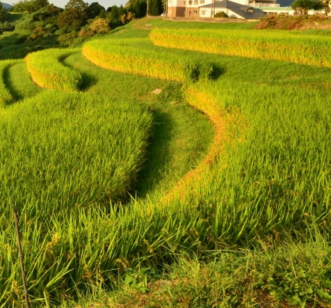 狂飙安欣情感