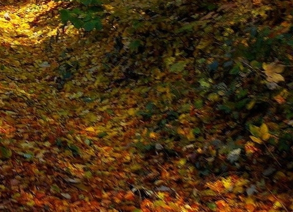 wan商城
