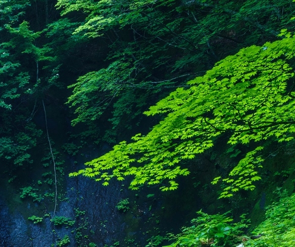 应渊和玄夜文章