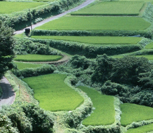 商城的基本玩法