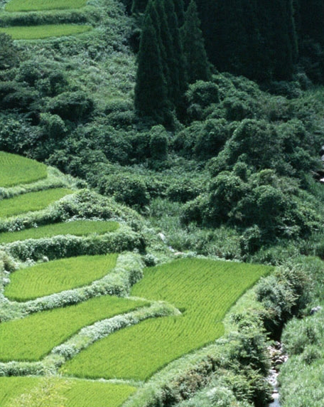 疫情购物清单表格