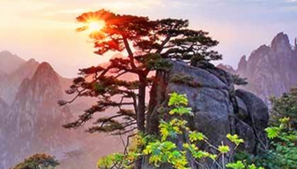 宁夏中宁羊肉价格