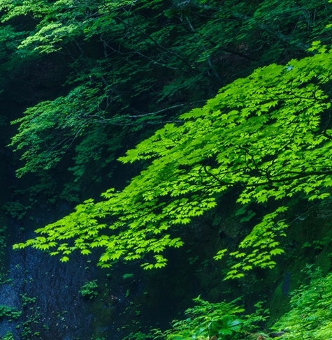 没有广告的手机播放器