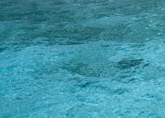 海兔生活在哪里