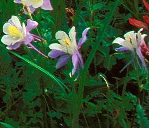 晋城兰花城简介