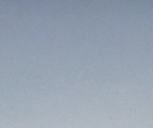 是宠物更是家人的文案