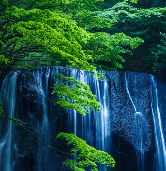桃子生活常识