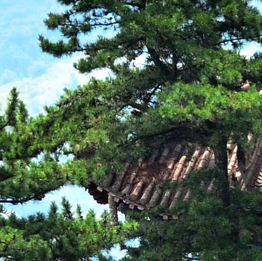 生活疯癫视频