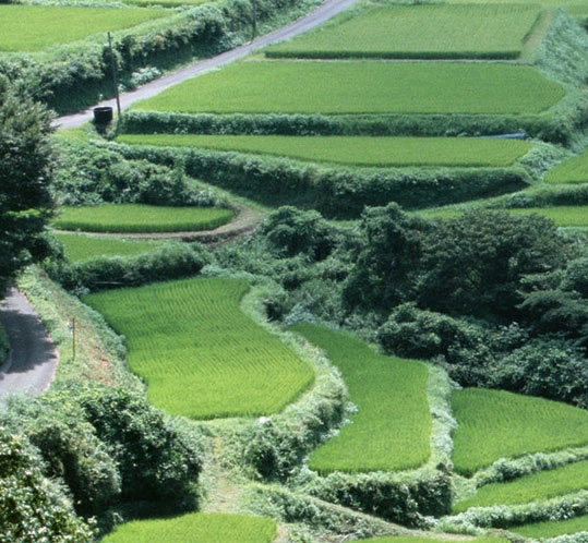 格林豪泰面试背景调查严格