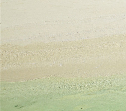 流苏鹬生活