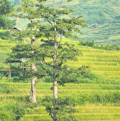 小草莓商城