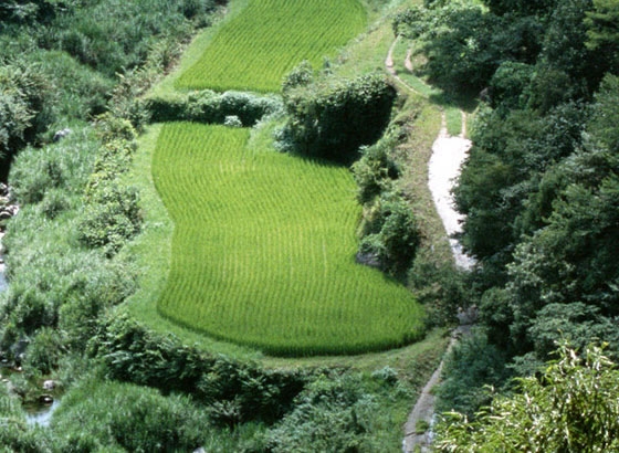 佳人伴孤灯文案
