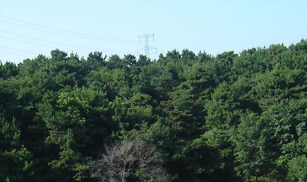 石子铺地艺术