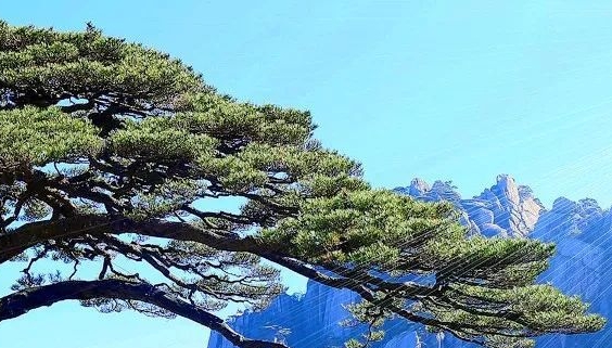 关于情感文章