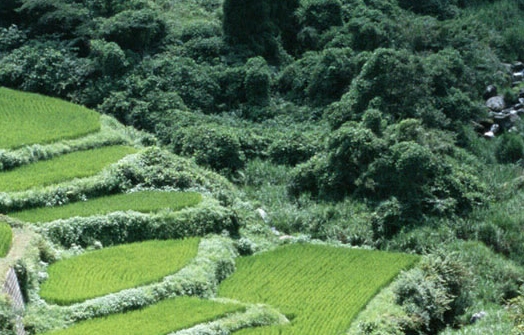 武汉适合野炊的免费地方
