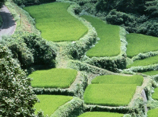 中路情感语录