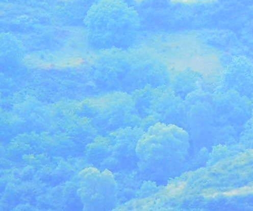 猫咪的100个常识有哪些