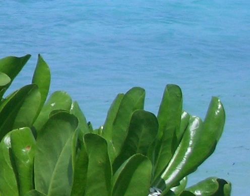 菁菁生活茶
