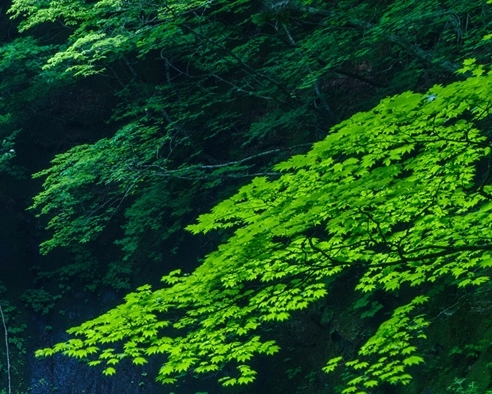 白鹭APP合法吗
