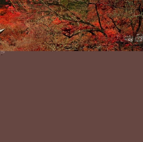 王一的情感